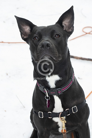 Staffordshire terrier mix (Maya) dog Staffordshire terrier mix (Maya) dog