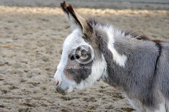 Grey Donkey