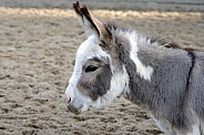 Grey Donkey