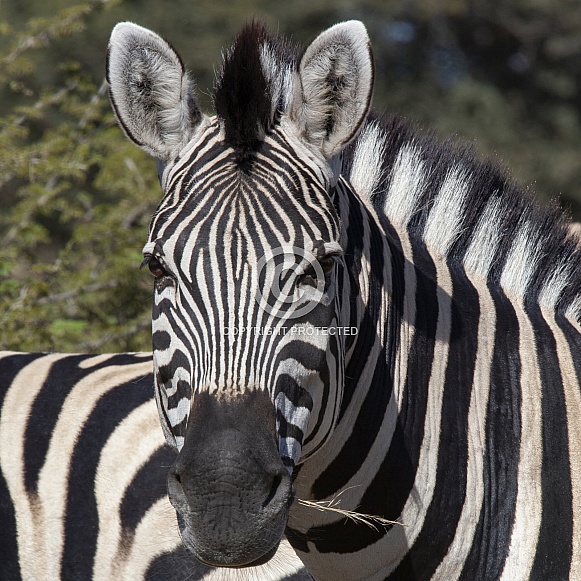 Plains Zebra (Equus quagga) Plains Zebra (Equus quagga)