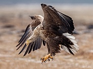 White tailed eagle or European Eagle