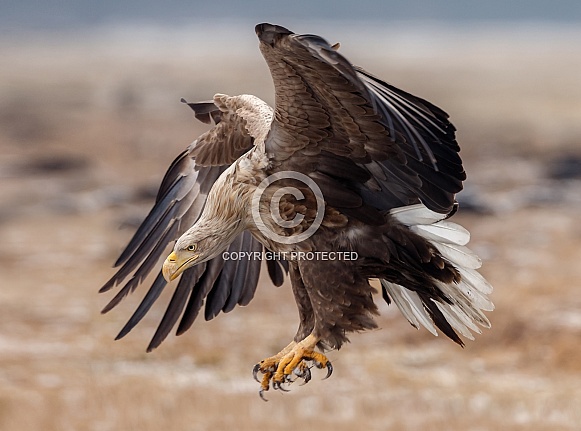 White tailed eagle or European Eagle