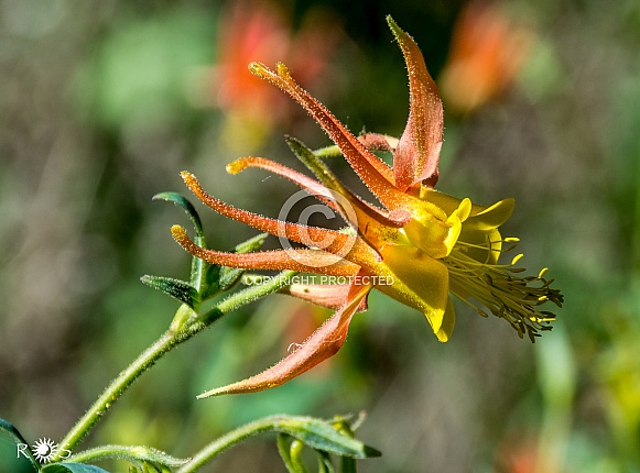 Red Columbine