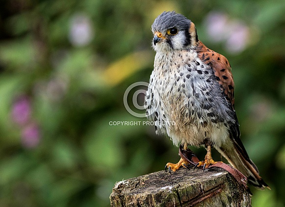 American Kestrel Full Body Feathers Ruffled