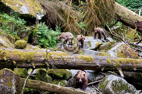 Grizzly bear with triplet cubs