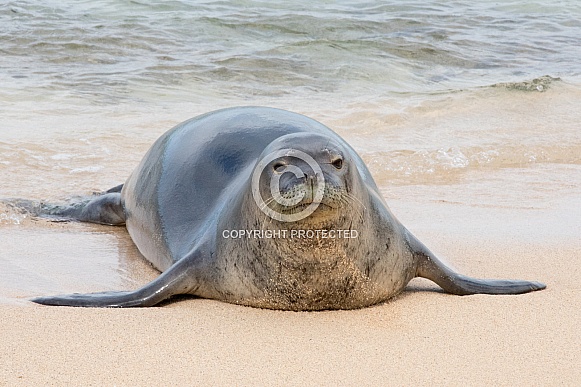 Hawaiian Monk Seal Hawaiian Monk Seal