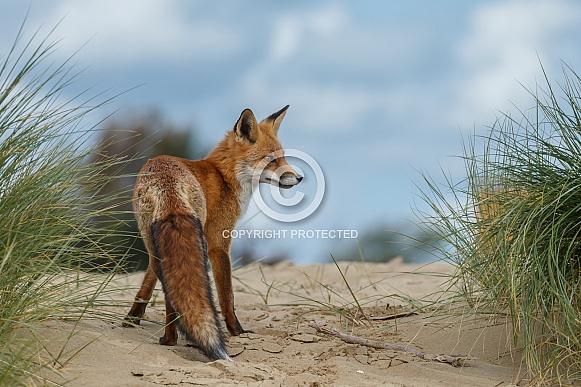 Red fox Red fox