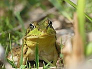 Frog on Shoreline
