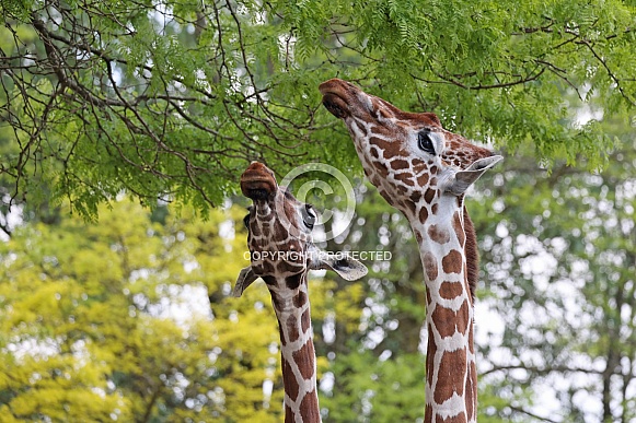 Reticulated giraffe (Giraffa reticulata) Reticulated giraffe (Giraffa reticulata)