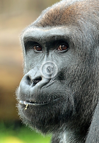 Gorilla