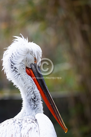 Dalmatian pelican Dalmatian pelican
