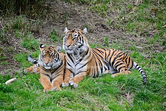 Sumatran Tigers
