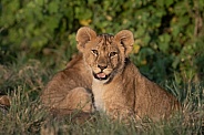 Lion cub posing at sunset