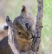 Lion cub chewing on a branch