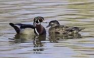 Female and Male Wood Duck Pair