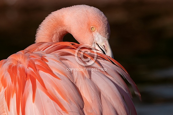 Chilean Flamingo Preening Feathers