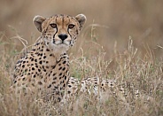 Cheetah (wild)