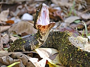 Cottonmouth