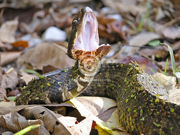 Cottonmouth