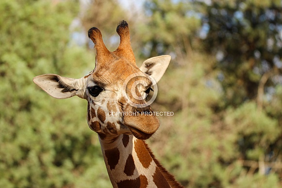 Giraffe