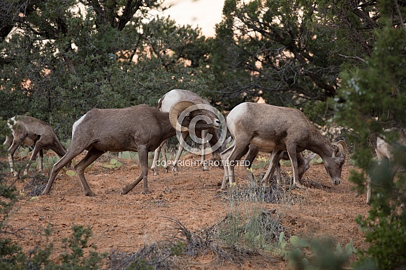 Ovis canadensis nelsoni, desert big horned sheep