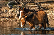 Salt River Horses