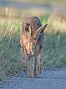 Brown Hare