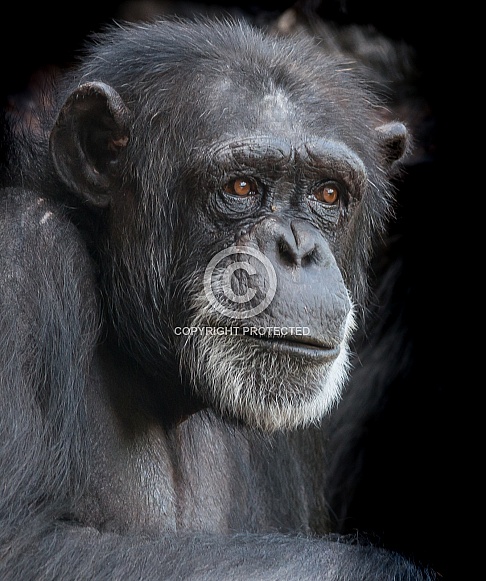 Chimpanzee