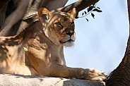African Lion