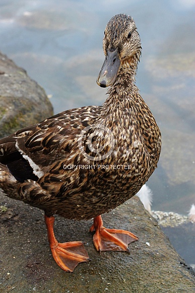 Female Mallard Duck