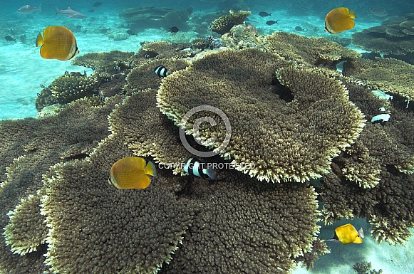 Coral Reef - French Polynesia - South Pacific