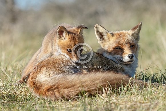 Red fox cubs Red fox cubs