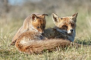 Red fox cubs