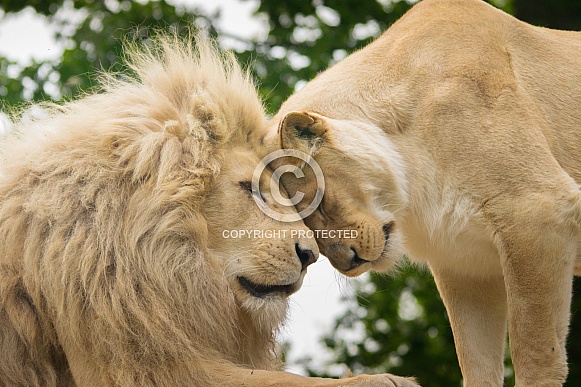 Partnership. White Lions
