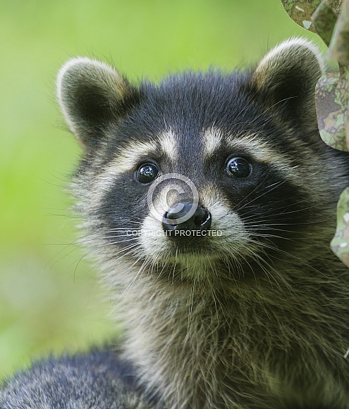 Raccoons