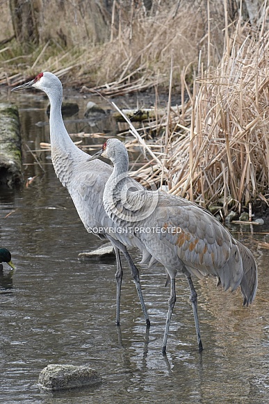 Sandhill Crane