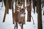 Whitetail Deer - Odocoileus Virginianus