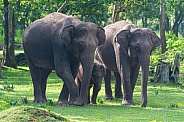 Asian Elephant Family