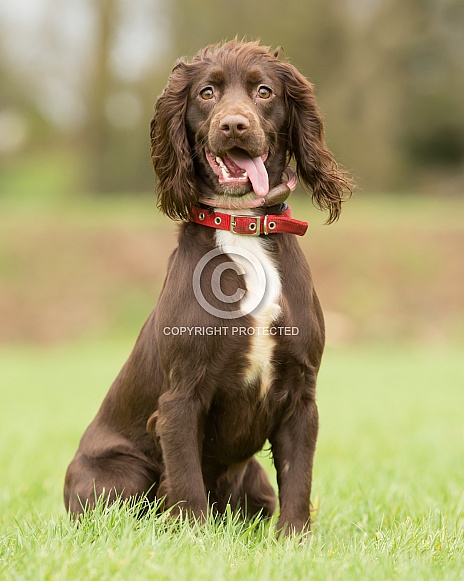 Springer Spaniel Springer Spaniel