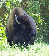 American Bison