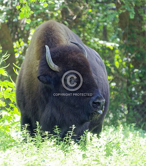 American Bison