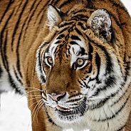 Siberian Tiger-Siberian Tiger Closeup