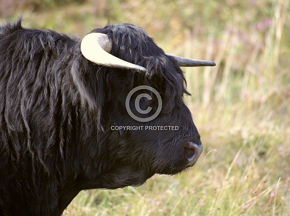Black Highland Cow