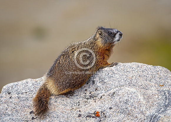 Yellow-bellied Marmot
