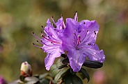 Rhododendron (Ericaceae)