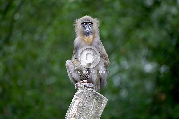 Mandrill (Mandrillus sphinx)