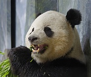 Giant Panda