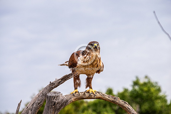 Ferruginous Hawk