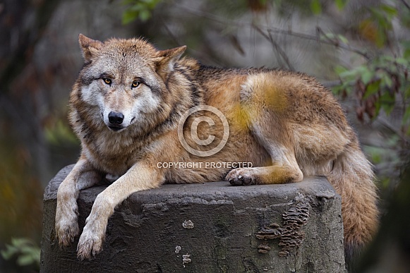 Grey Wolf