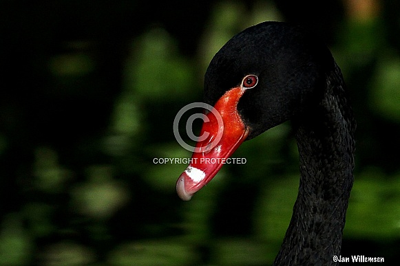 Black Swan Black Swan